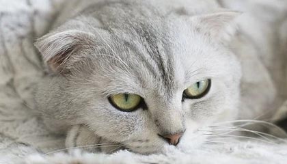 九游体育app：让热爱体育在指尖起航的全新体验